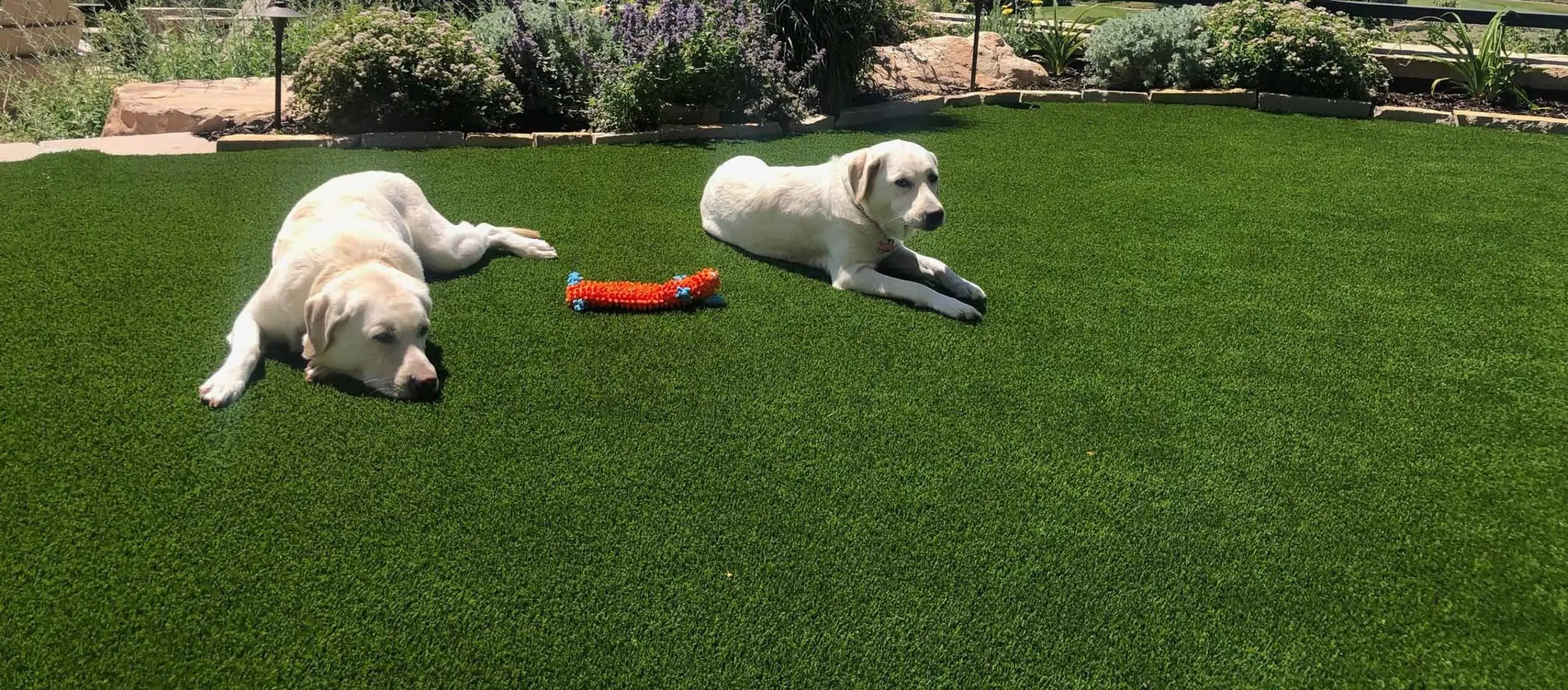 Dogs relaxing on an artificial grass lawn 